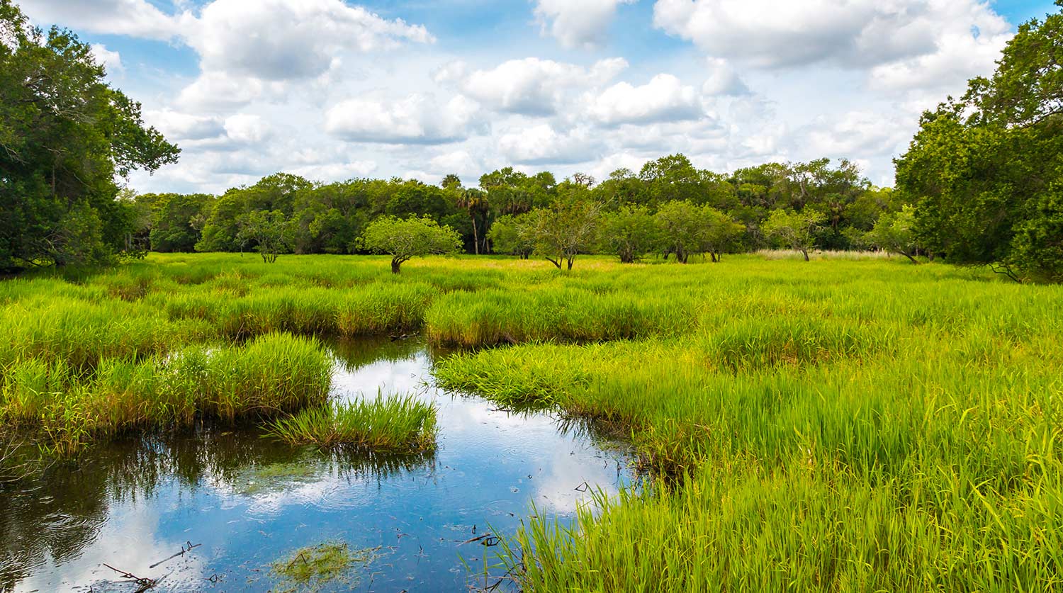 Wetlands marsh with clouds