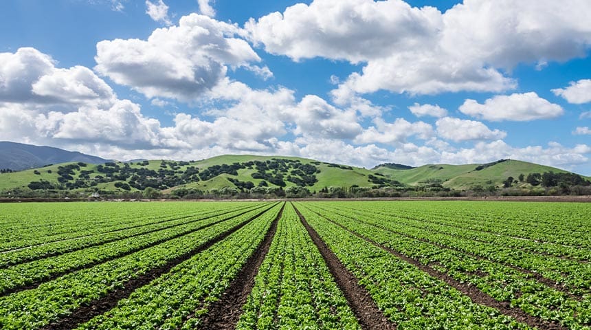 Crops in a row on a farm