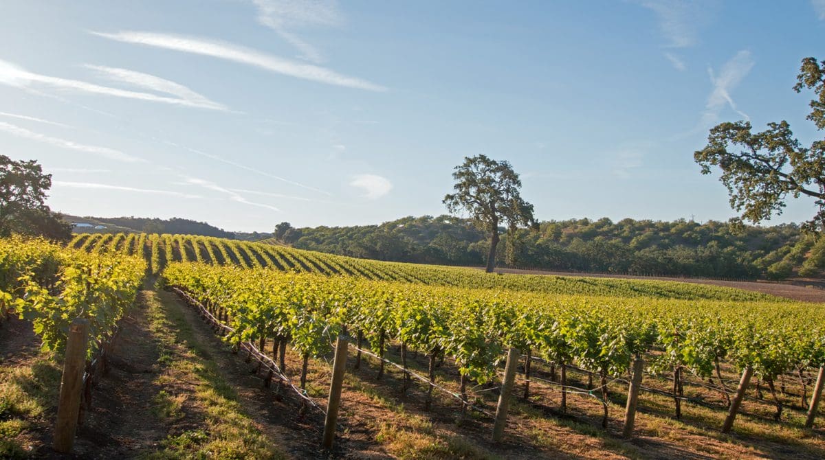 row of vines in Paso Robles, California