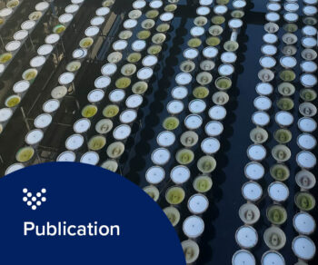 Carollo Low DO The Splash